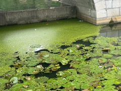 -莲湖公园
