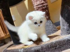 -欣宠猫屋·矮脚拿破仑·蓝金金渐层