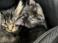 -北京观赏动物医院·24小时大型综合·猫专科·异宠专科