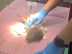 -北京观赏动物医院·24小时大型综合·猫专科·异宠专科