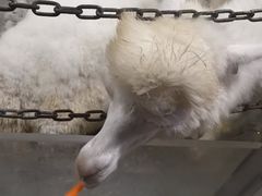 -上海大自然野生昆虫馆(东方明珠·爬宠昆虫探索中心)