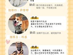 -萌宠之家·腊肠犬·马尔泰·小体犬舍