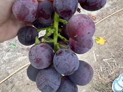 -马陆小张葡萄园农家乐