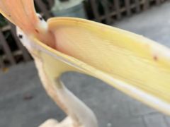 -深圳野生动物园