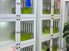 -青奢宠物·青奢猫舍