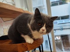 -是阿柴呀！柴犬咖啡·爱喵喵猫咖