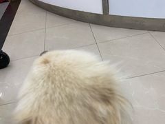 -爱侣宠医·鹦鹉专科·小型哺乳类·异宠专科(灵石路店)