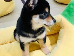 -逗柴咖啡屋·狗咖猫咖宠物桌游