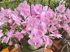 -沈阳植物园
