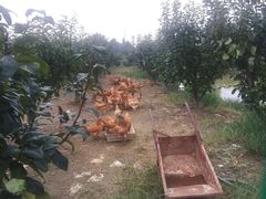 -呼吸森林·生态农庄农家乐私房菜