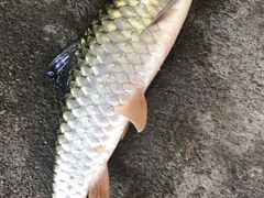 -铁炉农家菜馆