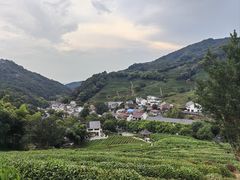 -龙井村