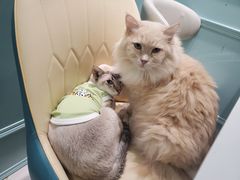-安格丽娜·狗咖·猫咖羊驼咖(春熙路百盛商场店)