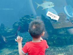 -海棠湾洲际-涛·海底餐厅·美人鱼·自助餐·海底隧道