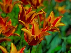 -国家植物园南园