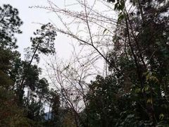 -南丹山森林王国