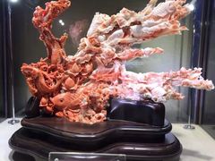 -东海珊瑚博物馆
