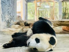 -海南热带野生动植物园
