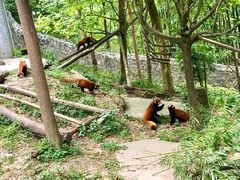 -都江堰中华大熊猫苑