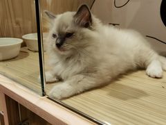 -屋虎猫馆(宝安大仟里店)