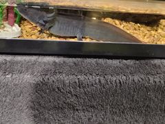 -清真老马家国华牛奶鸡蛋醪糟(正宁路店)