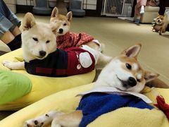 -逗柴咖啡屋·狗咖猫咖宠物桌游