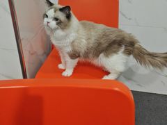 -伟伟宠物医院·CT影像中心·瑞派犬猫综合性门诊(汉口总院)