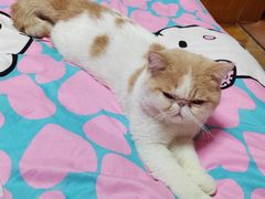 -顺强宠物诊所·狂犬免疫·夜诊·骨科(嘉定店)