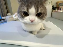 -翊宠yipet猫狗购宠庄园犬舍•猫舍