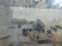 -东方熊牧场