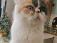 -平行世界·猫咖(首经贸店)