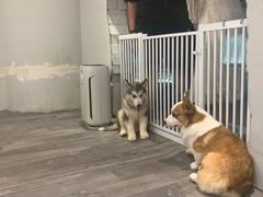 -浣熊柯尔鸭土拨鼠·电玩咖