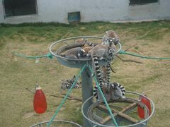 -西霞口神雕山野生动物世界