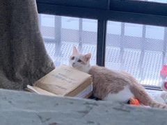 -瑞派康怡24h宠物医院·犬猫医疗中心·微创绝育(瑞景分院)