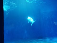 -多彩贵州城极地海洋世界