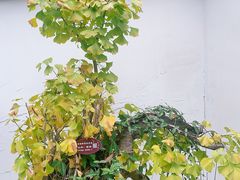 -上海醉白池公园