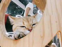 -COLOR PETS 撸猫馆·购猫·猫咖(长风大悦城店)