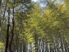 -竹上云想餐厅民宿