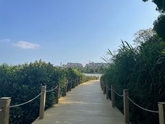 -华侨城湿地公园