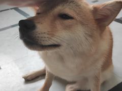 -汪说·狗咖(旺城大厦店)