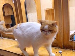 -猫小院猫主题餐厅(南锣旗舰店)