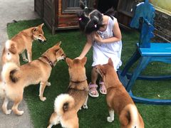 -柴犬高等学院·狗咖·柴犬售卖·宠物训练