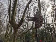 -紫金山山顶公园