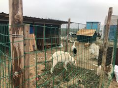 -上海崇明金茂凯悦酒店