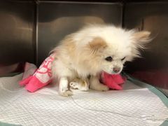 -爱侣宠医·鹦鹉专科·小型哺乳类·异宠专科(灵石路店)