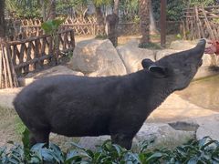 -上海野生动物园