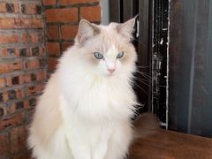 -豆逗聊愈猫阁Easy Life