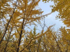 -森林公园(尖草坪区)