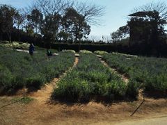 -松山湖梦幻百花洲