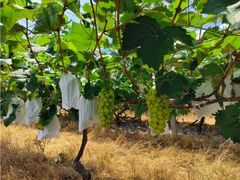 -马陆小张葡萄园农家乐